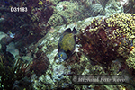 French Angelfish (Pomacanthus paru)